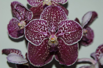 Vanda Mountain Shadow