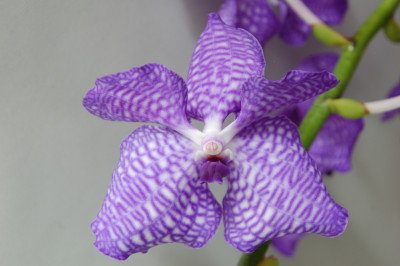 Vanda Ocean Blue