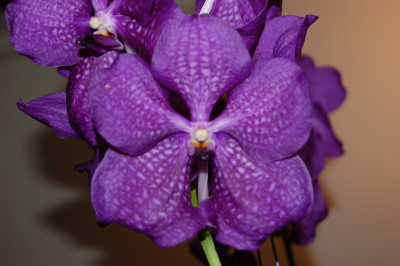 Vanda Pak Chong Blue