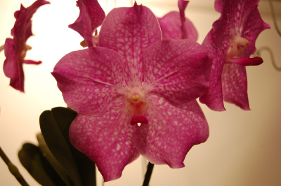 Vanda Pink Light