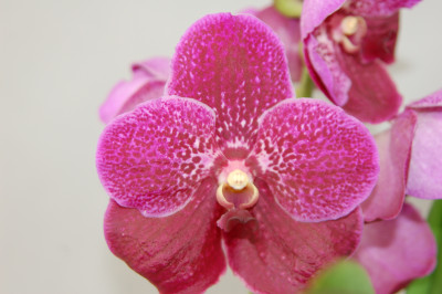 Vanda Ruby Moon