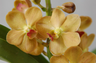 Vanda Sahara Gold