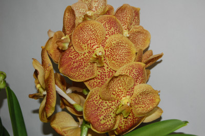 Vanda Sandy