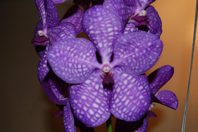 Vanda Sansai Blue