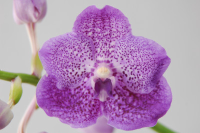 Vanda Summer Midnight