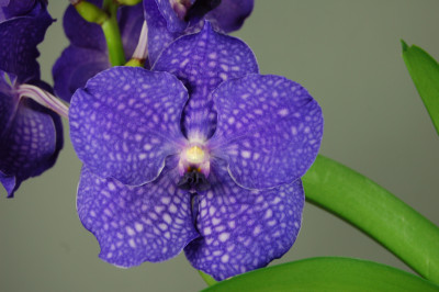 Vanda Suri Queen