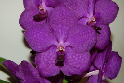 Vanda Violet Blue (in Knospe/Blüte)