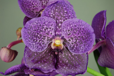 Vanda Violet Blue 064