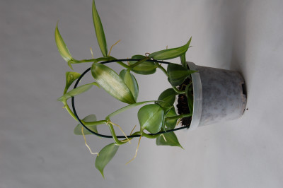 Vanilla planifolia 'variegata' (9 cm) - Echte Vanille Pflanze