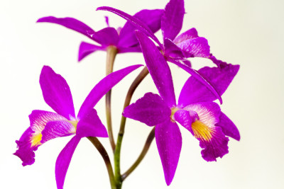 Laeliocattleya Chian Tzy 'Guiding'