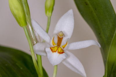 Coelogyne punctulata