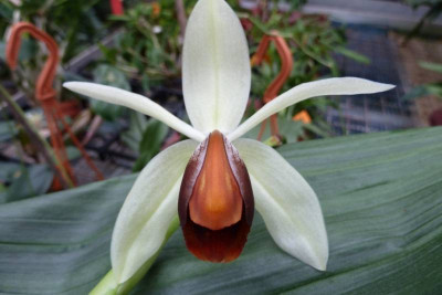 Coelogyne usitana