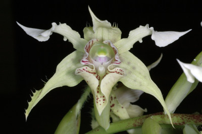 Dendrobium polysema