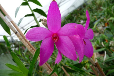 Dendrobium sulawesiense (frisch getopft)