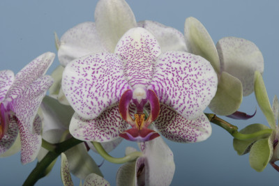 Phalaenopsis Hiddensee