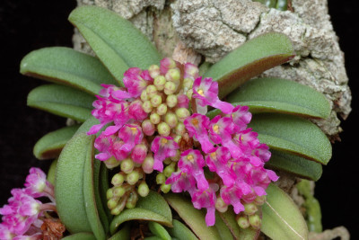 Schoenorchis fragrans (in Blüte/Knospe)