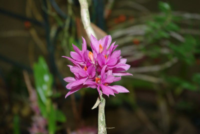 Dendrobium bracteosum