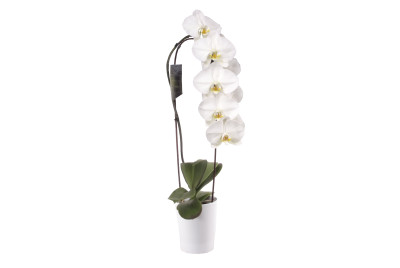 Phalaenopsis Elegant 'Cascade' (2 Rispen, inkl. Übertopf) 