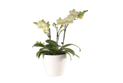 Phalaenopsis Präsent, gelb (3 Pflanzen)