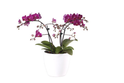 Phalaenopsis Präsent, violett (3 Pflanzen)
