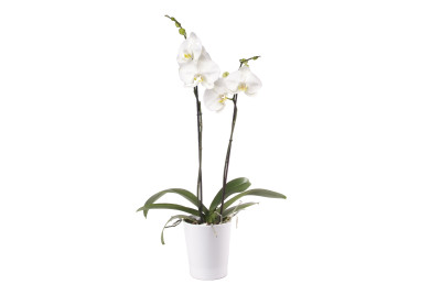 Phalaenopsis Hybride, weiss (inkl. Übertopf) 