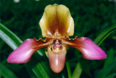 Paphiopedilum Hans Strahl 'Compact' (blühstark, nicht in Knospe/Blüte)