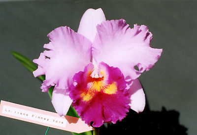 Cattleya Irene Finney 'York' AM/AOS 