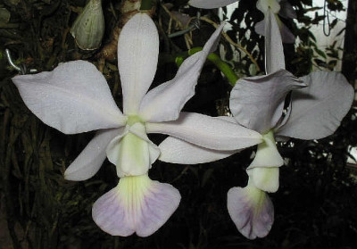 Cattleya walkeriana 'coerulea'