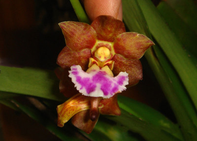 Vanda flabellata (Jgpfl.)