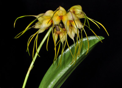 Masdevallia tridens 'jubar'