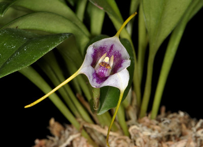 Masdevallia ionocharis