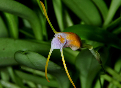 Masdevallia paivaeana