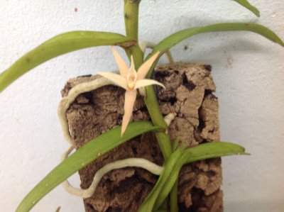 Angraecum erectum