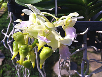 Aerides houlletiana x Rhynchostylis gigantea