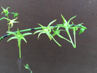 Angraecum calceolus