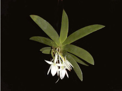 Angraecum leonis