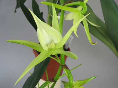 Angraecum Veitchii (Jgpfl.)