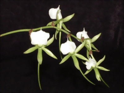 Angraecum xerophilum