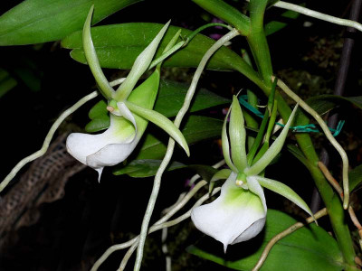 Angraecum infundibulare