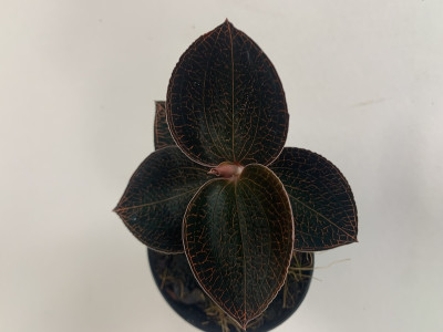 Anoectochilus roxburghii 'Red'