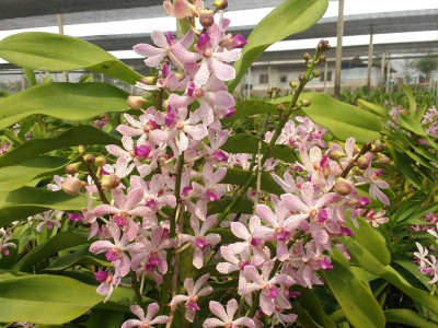 Arachnostylis Jittima