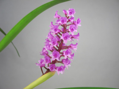 Arpophyllum spicatum