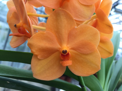 Ascocenda Princess Mikasa 'Orange' (in Blüte/Knospe)