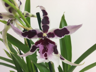 Beallara Gothic (Jgpfl.)