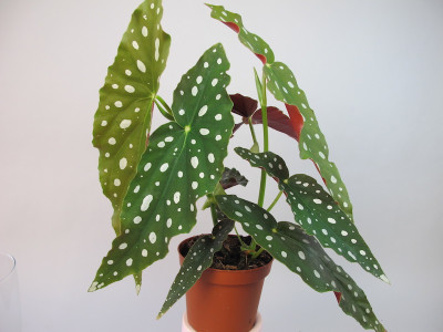 Begonia maculata