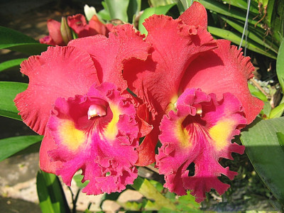 Blc. Tainan City x Lc. Phai-Long Waianae