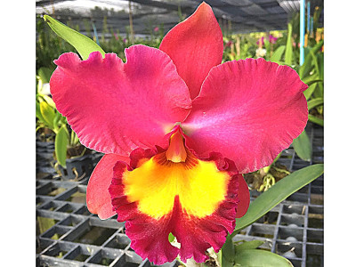 Blc. Wangnamkeaw Pink x Pat Korat