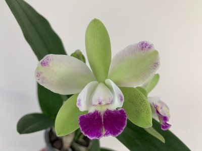 Blc. Yen Corona 'Green Genius'