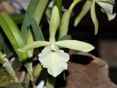 Brassavola glauca (Jgpfl.)