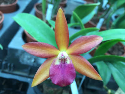 Brassocatanthe Jairak 'Fire Star'